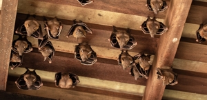 Bats